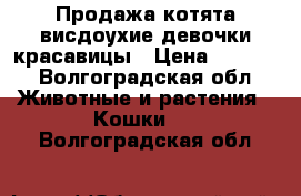  Продажа котята висдоухие девочки красавицы › Цена ­ 3 500 - Волгоградская обл. Животные и растения » Кошки   . Волгоградская обл.